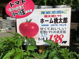 ◆トマト苗何にするか迷っています。　　　＠＠＠