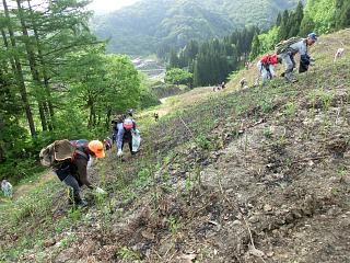 ◆小国町の観光蕨園開業しました。　　　＠＠＠