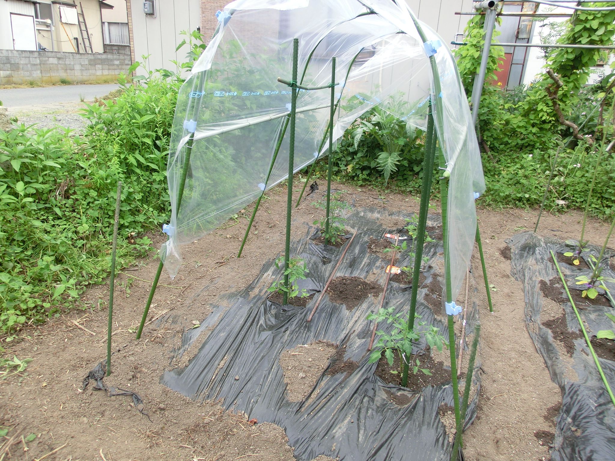 ◆トマト植えました。　　　　　＠＠＠
