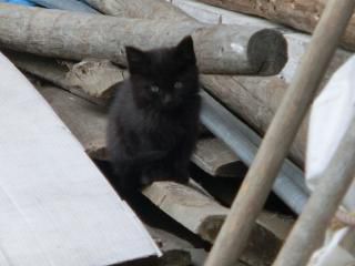 ◆野良猫の親が戻ってこない　　＠＠＠