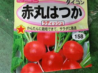 ◆ラディッシュ　　発芽しました。　　　＠＠＠