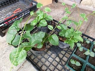 ◆雲南百薬(おかわかめ)地植えしました。　　　＠＠＠