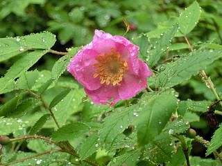 ◆高畠町に高山植物が　　　　＠＠＠