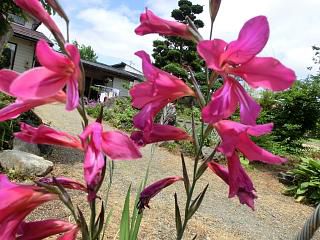 ◆この花は　　　＠＠＠