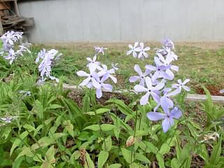 ◆他人様の庭先　　　＠＠＠