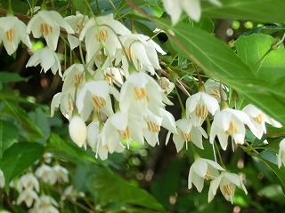 ◆エゴの木　　花が満開です。　　　＠＠＠＠