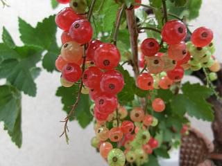 ◆スグリ　　色づき始めました。　　　＠＠＠