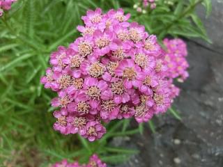 ◆庭の花　　　　　＠＠＠