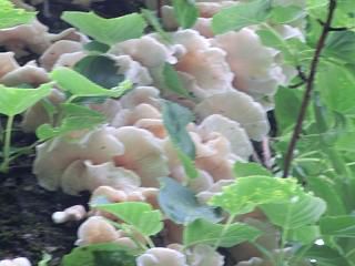 ◆山の副産物　　　＠＠＠