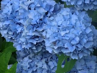 ◆ようやく紫陽花が満開です。　　　＠＠＠