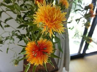 ◆山形の花　　紅花　　見ごろです。　　　＠＠＠