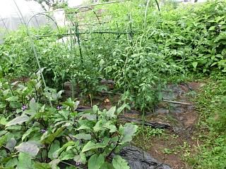 ◆家庭菜園1年生　　＠＠＠