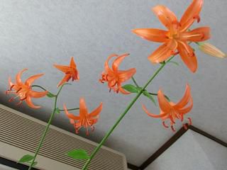 ◆天井にまでクルマユリ　　　＠＠＠