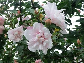 ◆夏の花　　　＠＠＠