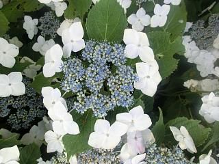 ◆別の紫陽花です。　　＠＠＠