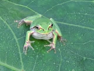 ◆カエルくんおはよう　　　＠＠＠
