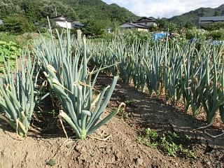 ◆他人様のネギ畑と我が家の　　---　＠＠＠