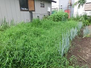 ◆お盆休みで畑は草だらけ　　　＠＠＠