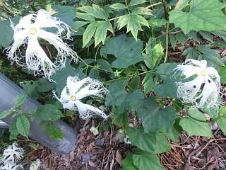 ◆畑で見られる花　　　＠＠＠