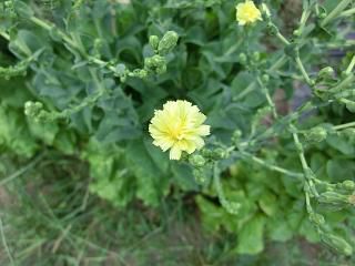 ◆サンチェの花　　　＠＠＠