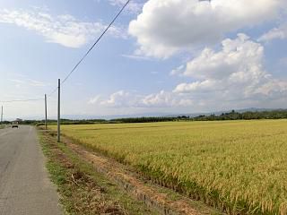 ◆黄金色に近づいてきました。　　　＠＠＠
