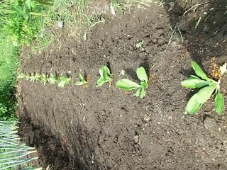 ◆　家庭菜園1年生　秋野菜に挑戦　　＠＠＠