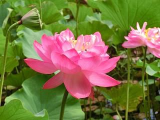 ◆ハスの花も間もなく終了か　　　＠＠＠