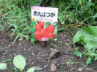 ◆ラディッシュ栽培秋の陣　　　＠＠＠