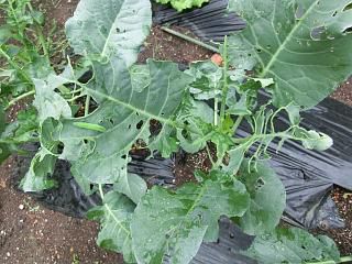 ◆家庭菜園1年生　　　続　　＠＠＠