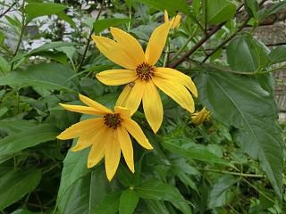 ◆菊芋の花が満開です。　　　　＠＠＠