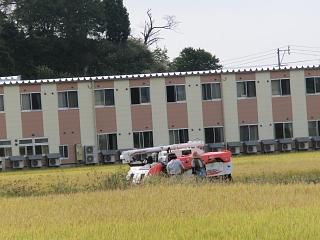 ◆台風前の稲刈り風景です。　　　　＠＠＠