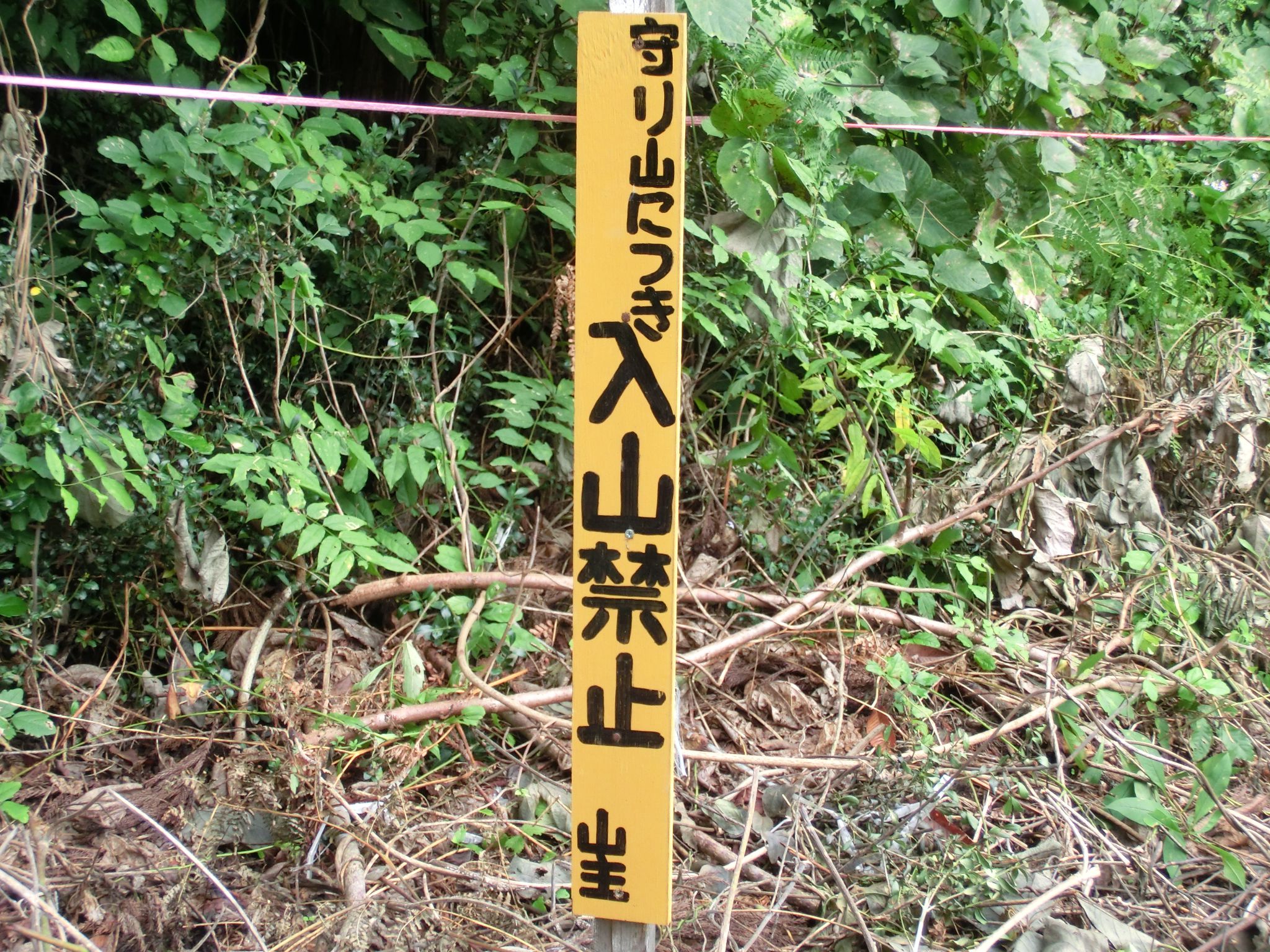 ◆まつたけの季節がやってきました。　　　＠＠＠