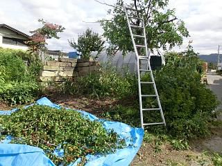◆棗(ナツメ)収穫日です。　　　　　＠＠＠