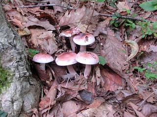 ◆登山道点検の副産物　　＠＠＠