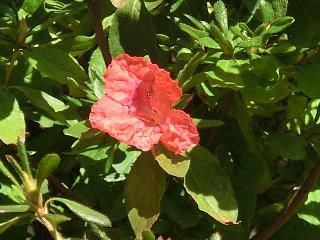 ◆山つつじ　この時期に花が咲きました。　　＠＠＠