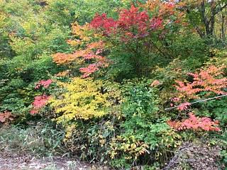 ◆無事　小国の山より帰還しました。　　　＠＠＠