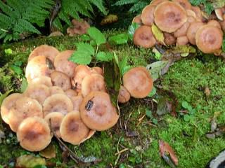 ◆山の食材探し　　　＠＠＠