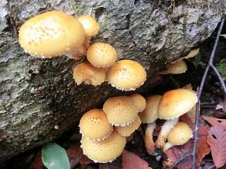 ◆ついに目当ての食材とご対面　　　＠＠＠