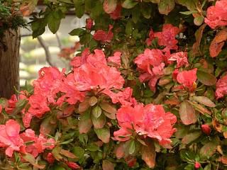 ◆紅葉し始めたのに花が満開です。　　　＠＠＠