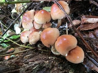 ◆中津川の大型　　クリタケ　　　＠＠