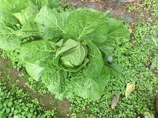 ◆白菜も間もなく収穫か　　　　＠＠＠