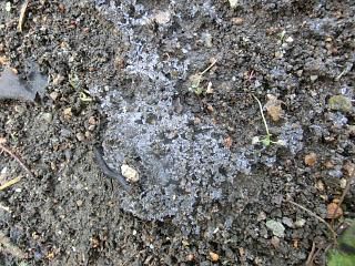 ◆今朝は霜が降りました。　　　＠＠＠