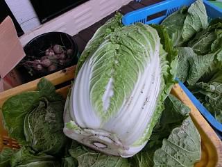 ◆白菜の取り入れしました。　　　＠＠＠
