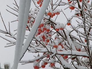 ◆取り残しの柿に　綿帽子　　　＠＠＠