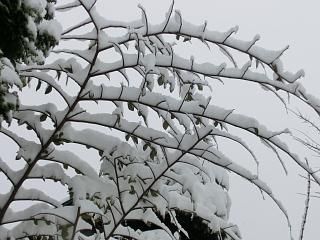 ◆今日も降雪予報　90%　　　　＠＠＠＠