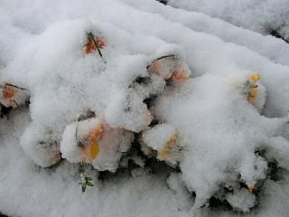 ◆玄関の草花も綿帽子をかぶってしまいました。　　＠＠＠