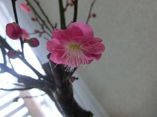 ◆梅が開花　　＠＠＠