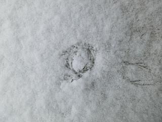 ◆新雪に謎の訪問者　　　　＠＠＠