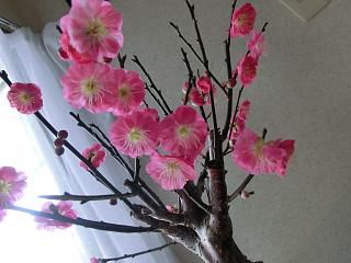◆梅が満開です。　　　＠＠＠