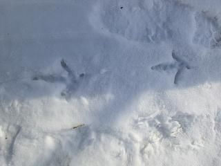 ◆珍客の足跡か　　　＠＠＠